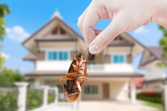 Eco-Friendly Pest Management Strategies for Homes and Offices