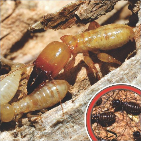 Drywood Termite